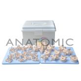 Coluna Vertebral Desarticulada CS/AT-TGD-0141-B