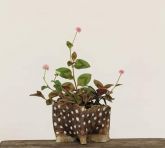 Tapete-inglês (Polygonum capitatum)
