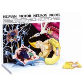 Diorama de um Neurônio Motor(com Prancha Explicativa) CS/AT/TGD-0008