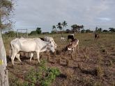 VENDEMOS GADO/SAPE-PB