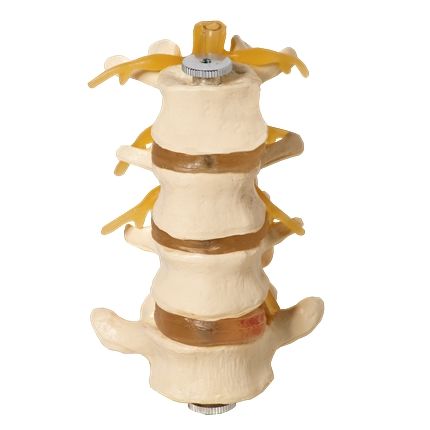 Vértebras Lombares 4 Pçs-CS/AT/TGD-0153-C