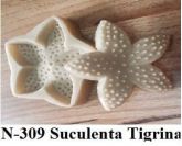 Suculenta Tigrina (N-309)