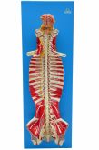 Tronco Cerebral Espinhal em Tamanho Natural-CS/SD-5030