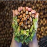 HAZELNUTS