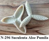 Suculenta Aloe Pumila(n-296)