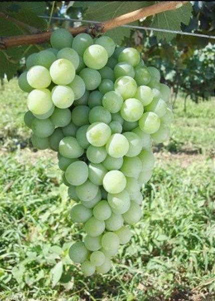Uva Moscato Embrapa enxertada -VINHO/MESA-