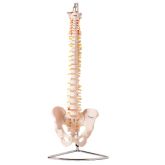 Coluna Vertebral Flexivel , em Tamanho Natural -CS/AT/TGD 0148-A