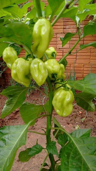 Pimenta cheirosa doce para temperos nao arde