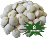 KIT NOZ DA INDIA 8 NOZES – 32 DIAS