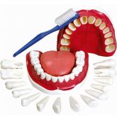 Dentição com Todos os Dentes Removíveis-CS/AT/TDG-0312-C