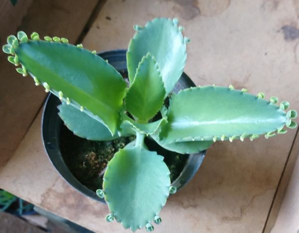 Aranto "Kalanchoe Laetivirens"