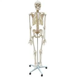 Esqueleto Padrão 1,70 cm c/ Suporte e Base c/ Rodas-CS/AT/TGD-0101