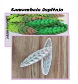 Samambaia Asplenio