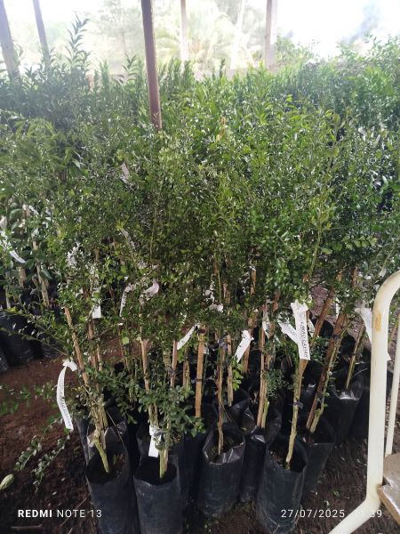 Lançamento: Limão Caviar  enxertado
