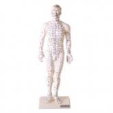 Manequim de Acupuntura 50 cm Masculino-CS/AT/TGD-0404