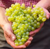 Uva Alvarinho Enxertada -VINHO-
