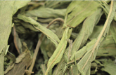 Stevia 100g