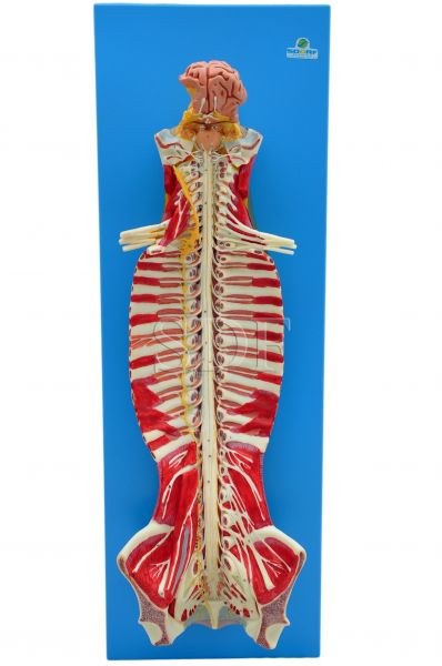 Tronco Cerebral Espinhal em Tamanho Natural-CS/SD-5030
