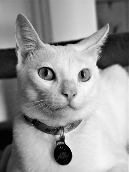 7 Poemas de gatos