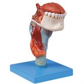 Laringe c/ Língua e Dentes em 5 partes-CS/AT/TZJ-0314-L