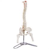 Coluna Vertebral com 50 cm CS/AT-TGD 0141