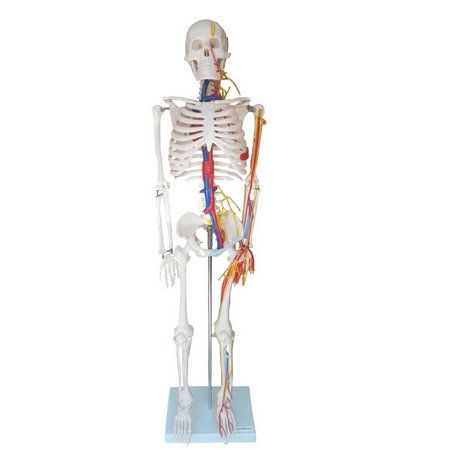 Esqueleto 85 cm c/ Nervos e Vasos Sanguineos-CS/AT/TGD 0112-C