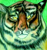 Tigre