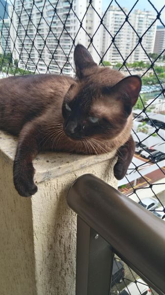 VOTE NA MIA(FELINA SIAMESA)