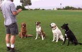 Curso De Adestramento De Cães Envio Grátis Por Email