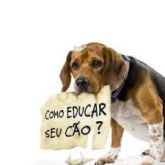 Adestrar Cachorro - Como educar seu cão