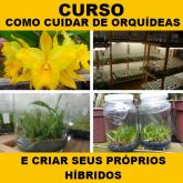 Como cuidar de orquídeas e criar seus próprios híbridos