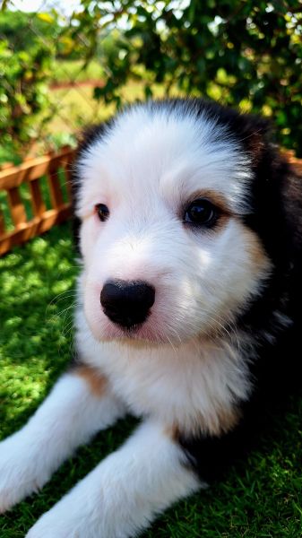 Border Collie Ossinho de Leite