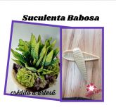 Suculenta barbosa (n-308)