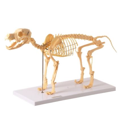 Esqueleto de Cachorro em Resina -CS/AT/TGD 0601