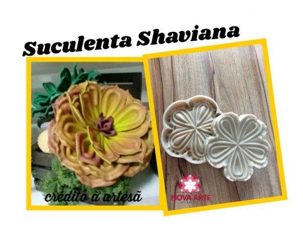 Suculenta Shaviana