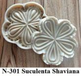 Suculenta Shaviana  (n-301)
