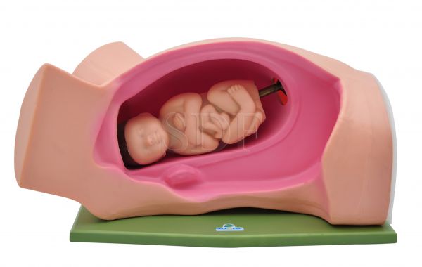 Simulador de Parto Clássico CS/SD-4011
