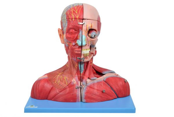 Cabeça, Pescoço c/Parte do Tronco Musculados e Cérebro-CS/SD-5025/B