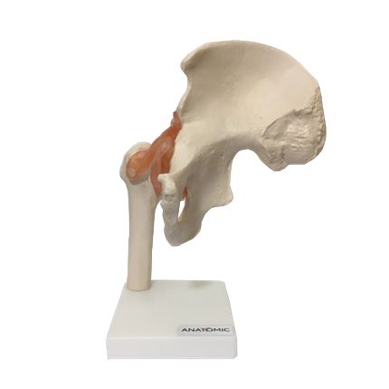 Articulação do Quadril c/ Ligamento-CS/AT/TGD-0163-C