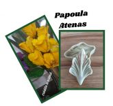 Papoula Antenas