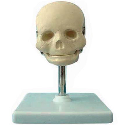 Crânio Fetal - CS/AT/TGD 0102-C