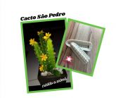 Cacto São Pedro (n-304)