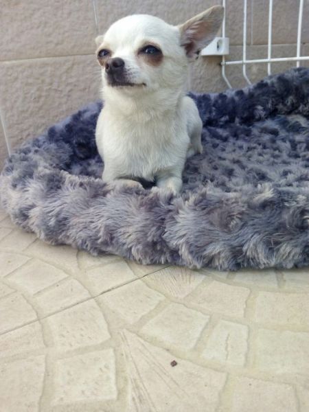 Chihuahua