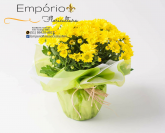 Flor do Campo ( Mini Crisantemo )