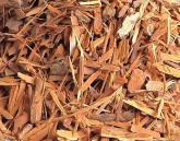 Catuaba 100g