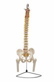 Coluna Vertebral em Tamanho Natural, Flexível com Pelve e parte do Fêmur-CS/SD - 5009