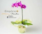 Orquidea Phalaenopsis