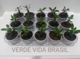 10 MUDAS  ENVIADAS COM SUBSTRATO ( ESGOTADO)