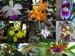 Aprenda Sobre O Cultivo De Orquideas