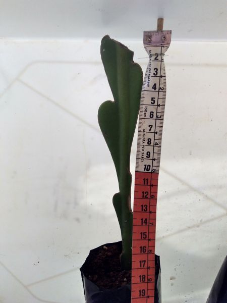Cacto Orquídea 19cm